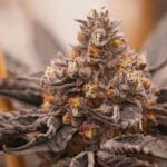 Ziplock Seeds Pineapple Crush cannabis plant image 1