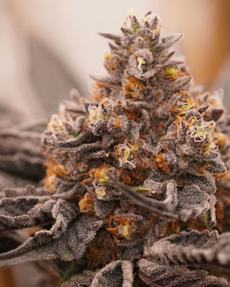 Ziplock Seeds Pineapple Crush cannabis plant image 1