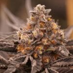 Ziplock Seeds Pineapple Crush cannabis plant image 2