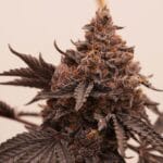 Ziplock Seeds Pineapple Crush cannabis plant image 3