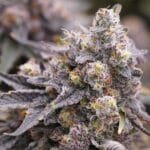 Ziplock Seeds Pineapple Crush cannabis plant image 4