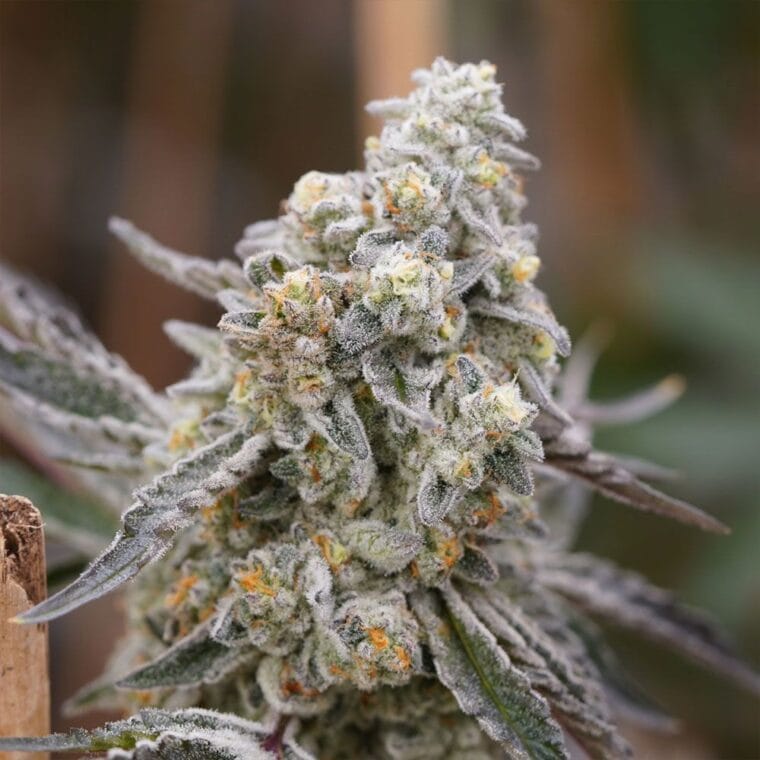 Ziplock Seeds Queen Bee cannabis plant image 1