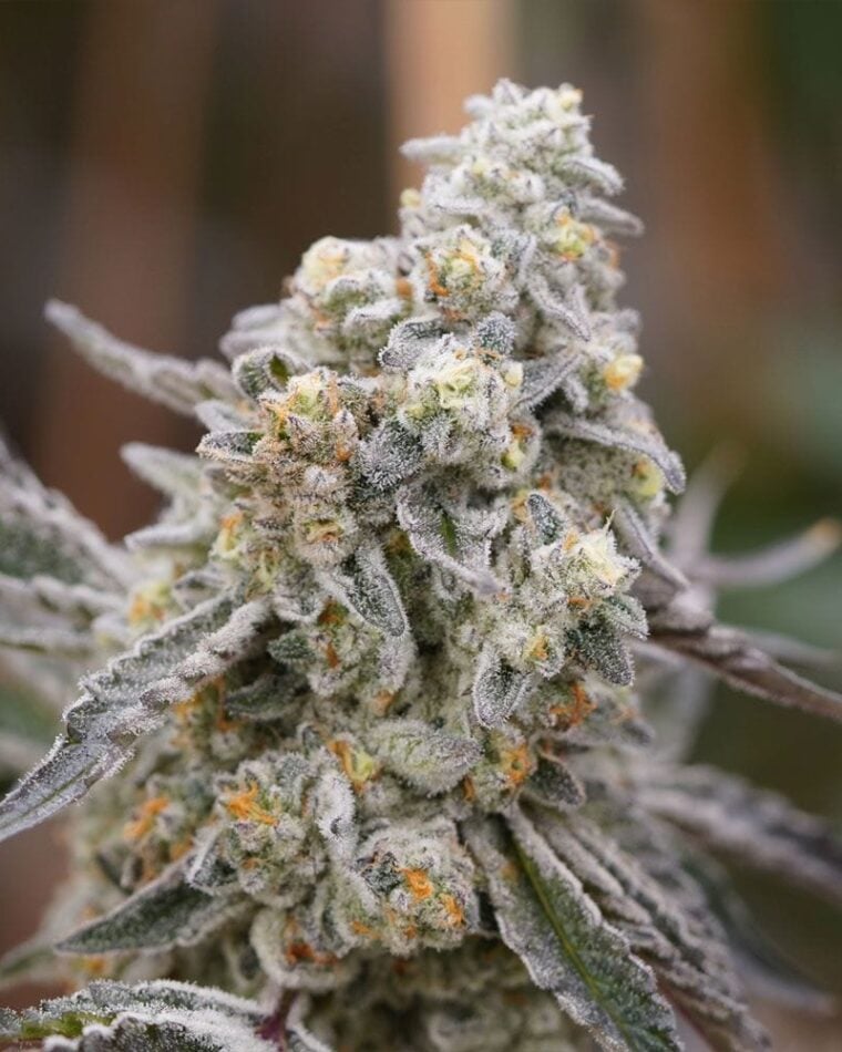 Ziplock Seeds Queen Bee cannabis plant image 1