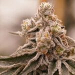 Ziplock Seeds Queen Bee cannabis plant image 2
