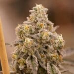 Ziplock Seeds Queen Bee cannabis plant image 3
