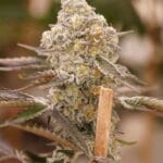Ziplock Seeds Queen Bee cannabis plant image 4