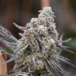 Ziplock Seeds Queen Bee cannabis plant image 5