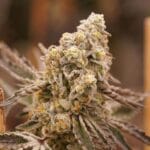 Ziplock Seeds Queen Bee cannabis plant image 6