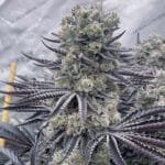 Ziplock Seeds Red Dragon cannabis plant image 1