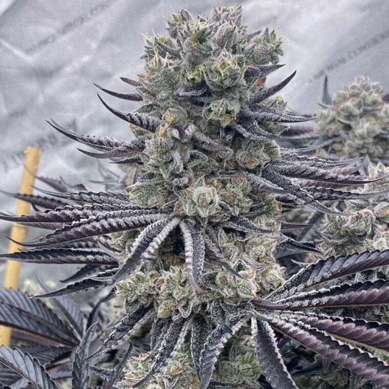 Ziplock Seeds Red Dragon cannabis plant image 1