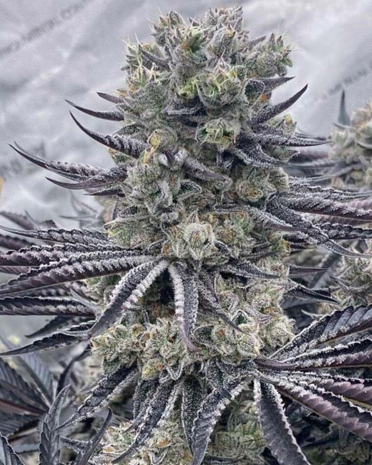 Ziplock Seeds Red Dragon cannabis plant image 1