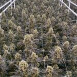 Ziplock Seeds Red Dragon cannabis plant image 2