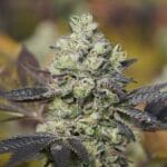 Ziplock Seeds Red Dragon cannabis plant image 3