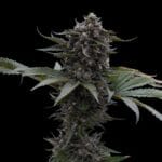Ziplock Seeds Sour Wolf cannabis plant image 1