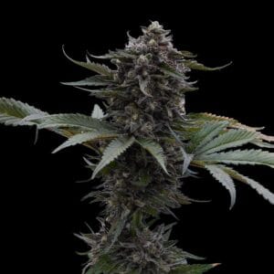 Sour Wolf