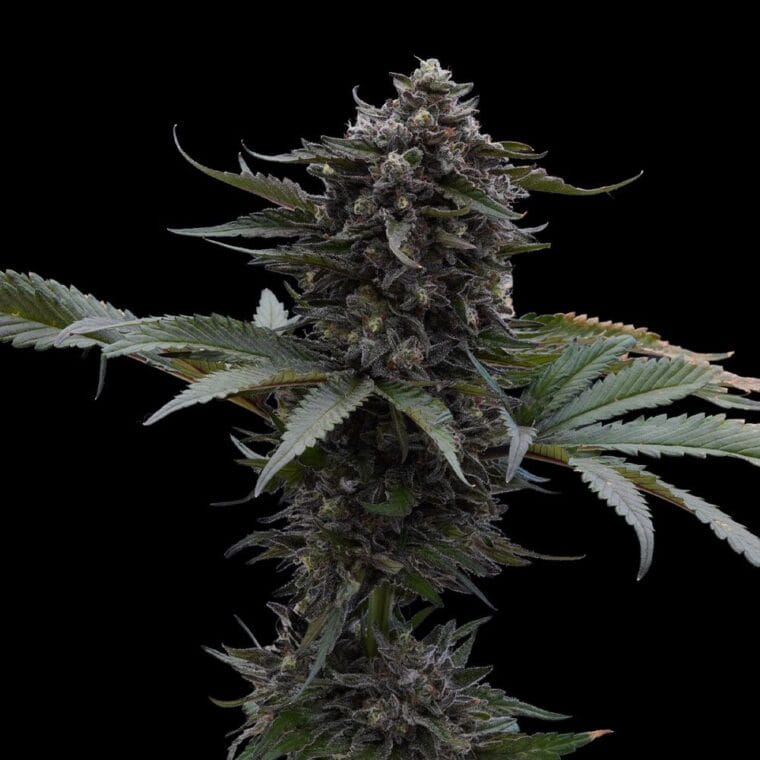 Ziplock Seeds Sour Wolf cannabis plant image 1