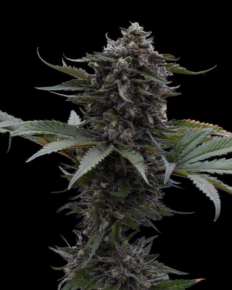 Ziplock Seeds Sour Wolf cannabis plant image 1