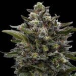 Ziplock Seeds Sour Wolf cannabis plant image 2