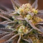 Ziplock Seeds Voodoo Child cannabis plant image 1