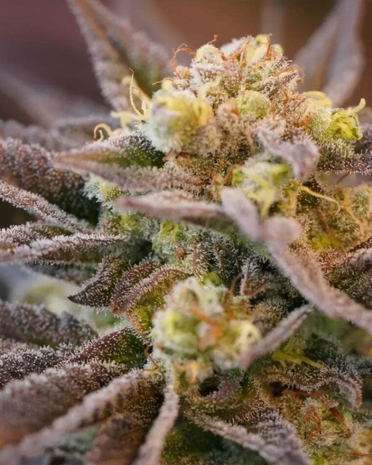 Ziplock Seeds Voodoo Child cannabis plant image 1