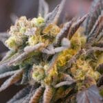 Ziplock Seeds Voodoo Child cannabis plant image 2