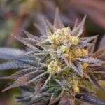 Ziplock Seeds Voodoo Child cannabis plant image 3