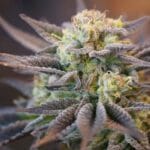 Ziplock Seeds Voodoo Child cannabis plant image 4