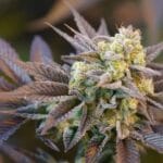 Ziplock Seeds Voodoo Child cannabis plant image 5