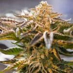 Ziplock Seeds Voodoo Child cannabis plant image 6