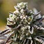 Ziplock Seeds Znow Leapard cannabis plant image 1