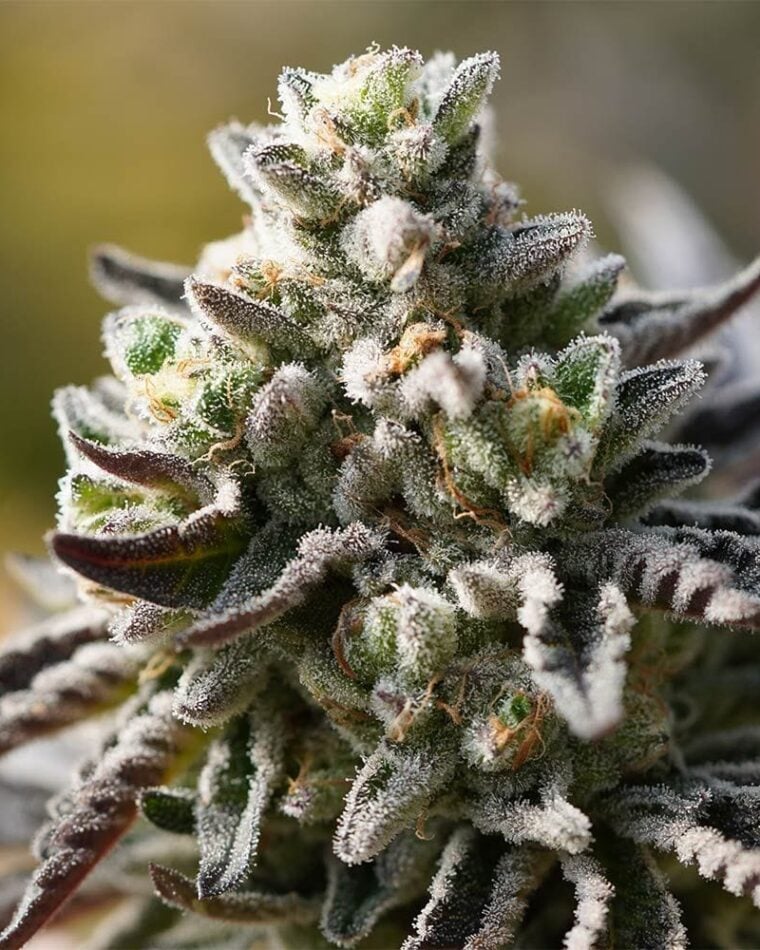 Ziplock Seeds Znow Leapard cannabis plant image 1