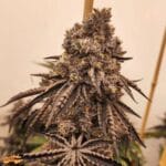 Ziplock Seeds Znow Leapard cannabis plant image 2