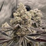 Ziplock Seeds Znow Leapard cannabis plant image 3