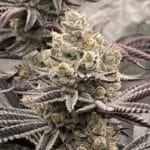 Ziplock Seeds Znow Leapard cannabis plant image 4