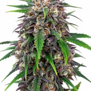 Auto Purple Lemonade by Seed City Seeds plant image