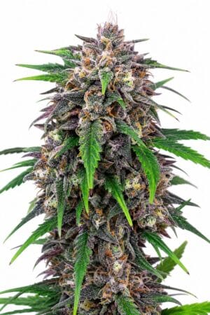 Auto Purple Lemonade