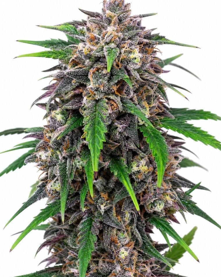 Auto Purple Lemonade by Seed City Seeds plant image