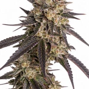 Biscotti Mintz by Seed City Seeds plant image