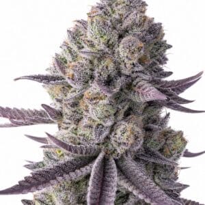 Blue Lobster by Seed City Seeds plant image