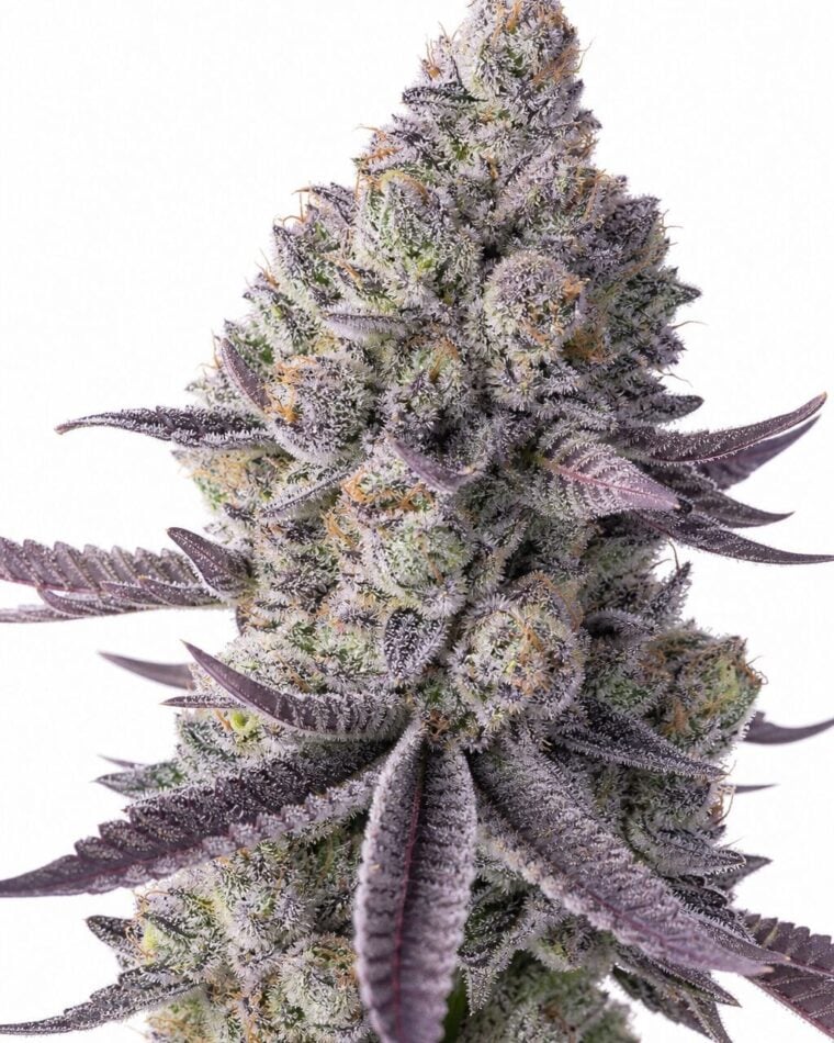 Blue Lobster by Seed City Seeds plant image