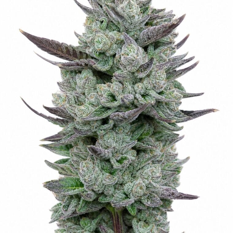 Blue Nerdz by Seed City Seeds plant image