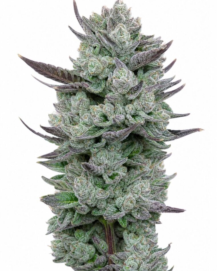 Blue Nerdz by Seed City Seeds plant image