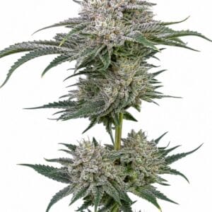Cadillac Rainbow by Seed City Seeds plant image