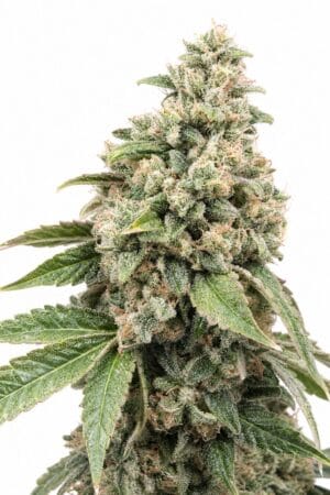 CBD Harlequin 1:25