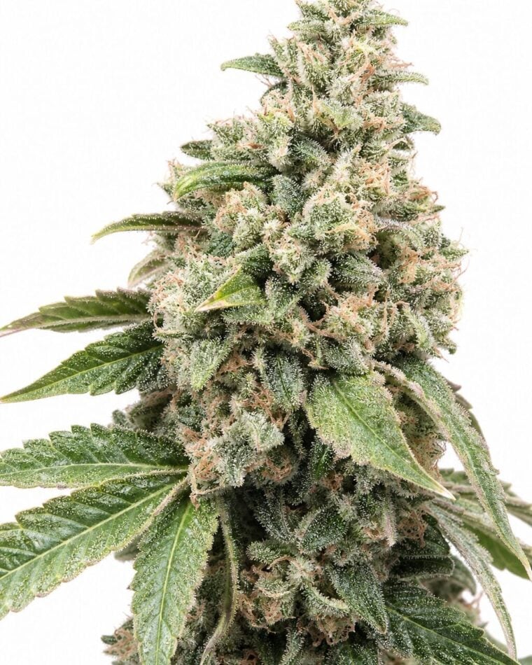 CBD Harlequin 1:25 by Seed City Seeds plant image