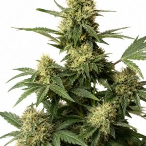 Fat Bastard by Seed City Seeds plant image