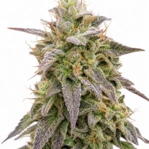 Mimosa Auto by Seed City Seeds plant image