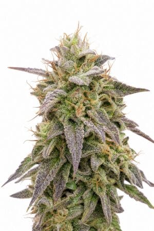 Mimosa Auto