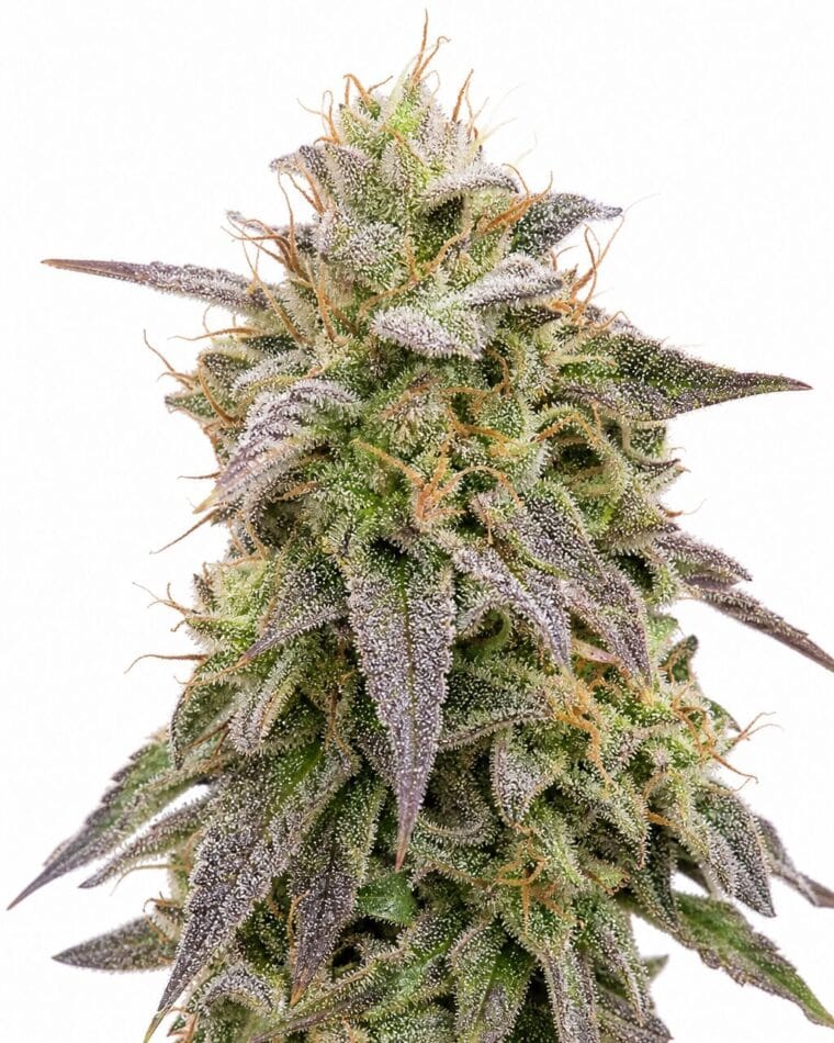 Mimosa Auto by Seed City Seeds plant image