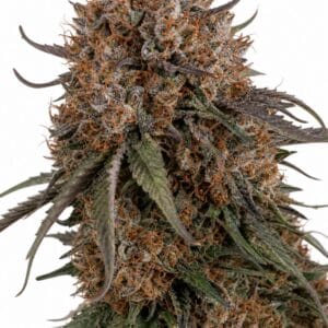 Permanent Ink by Seed City Seeds plant image